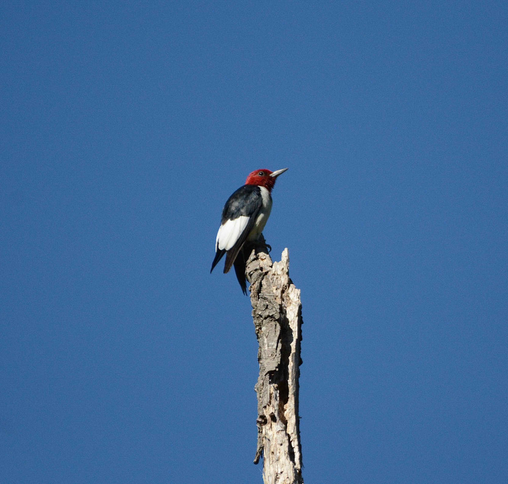 red headed woodpecker 1000